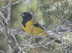 Icterus graduacauda