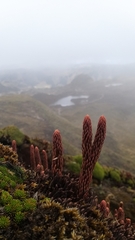 Phlegmariurus crassus