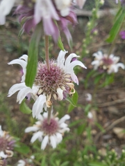 Monarda citriodora austromontana