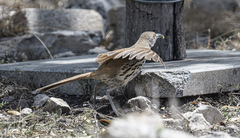 Toxostoma longirostre