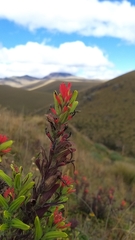 Castilleja fissifolia