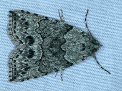 Calathusa basicunea
