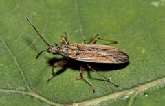 Paromius longulus