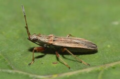 Paromius longulus