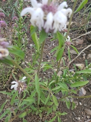 Monarda citriodora austromontana