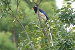 Urocissa erythroryncha