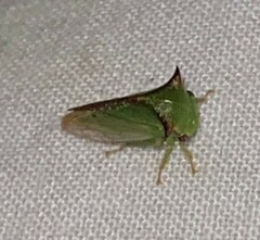 Stictocephala militaris