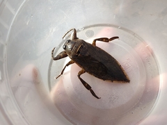 Lethocerus medius
