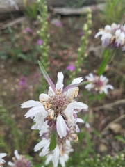 Monarda citriodora austromontana