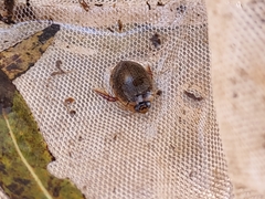 Thermonectus sibleyi