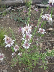 Monarda citriodora austromontana