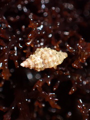 Paciocinebrina circumtexta