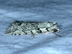 Calathusa basicunea