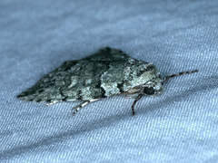Calathusa basicunea
