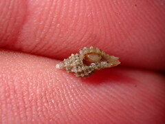 Paciocinebrina circumtexta