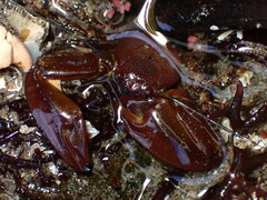 Petrolisthes manimaculis