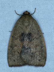 Austrocarea iocephala