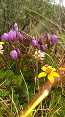Gentianella cerastioides
