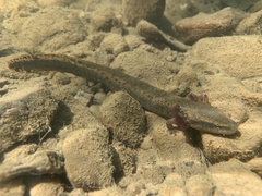 Necturus maculosus