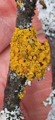 Polycauliona polycarpa