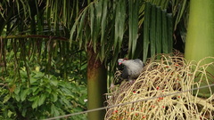 Lopholaimus antarcticus