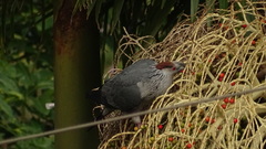 Lopholaimus antarcticus