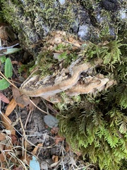 Coriolopsis gallica