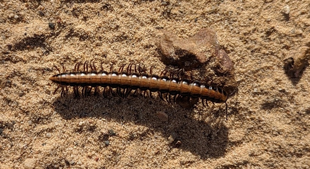 Flat-backed Millipedes from Sydney NSW, Australia on November 5, 2022 ...