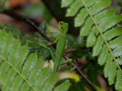 Bronchocela cristatella