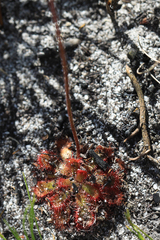 Drosera admirabilis