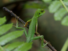 Bronchocela cristatella