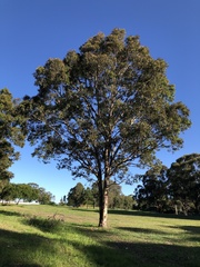 Corymbia maculata