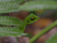 Bronchocela cristatella