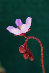Drosera admirabilis