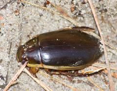 Dytiscus dimidiatus