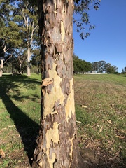 Corymbia maculata