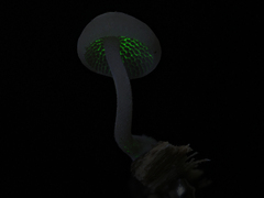 Favolaschia manipularis