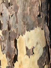 Corymbia maculata