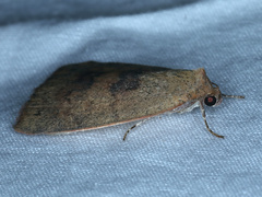 Austrocarea iocephala