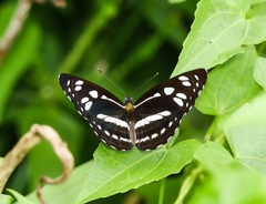 Phaedyma columella singa