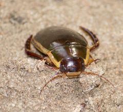 Dytiscus dimidiatus