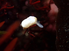 Hiatella arctica