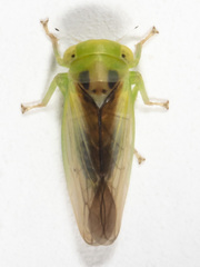 Populicerus suturalis