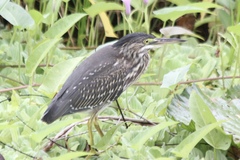 Butorides striata