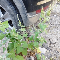 Ambrosia cordifolia