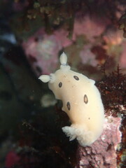 Diaulula sandiegensis