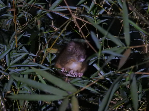 Atlantic Bamboo Rat