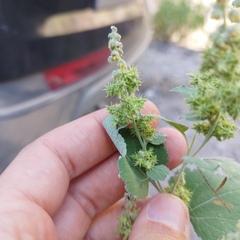 Ambrosia cordifolia