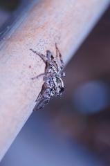 Leptofreya ambigua