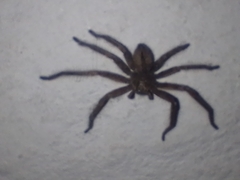 Polybetes trifoveatus